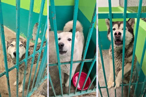 Rescatan a siete perros Huskys y un mestizo con severo maltrato en Toluca